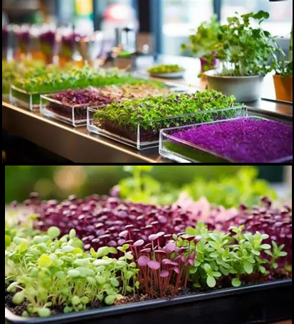 Microgreens System